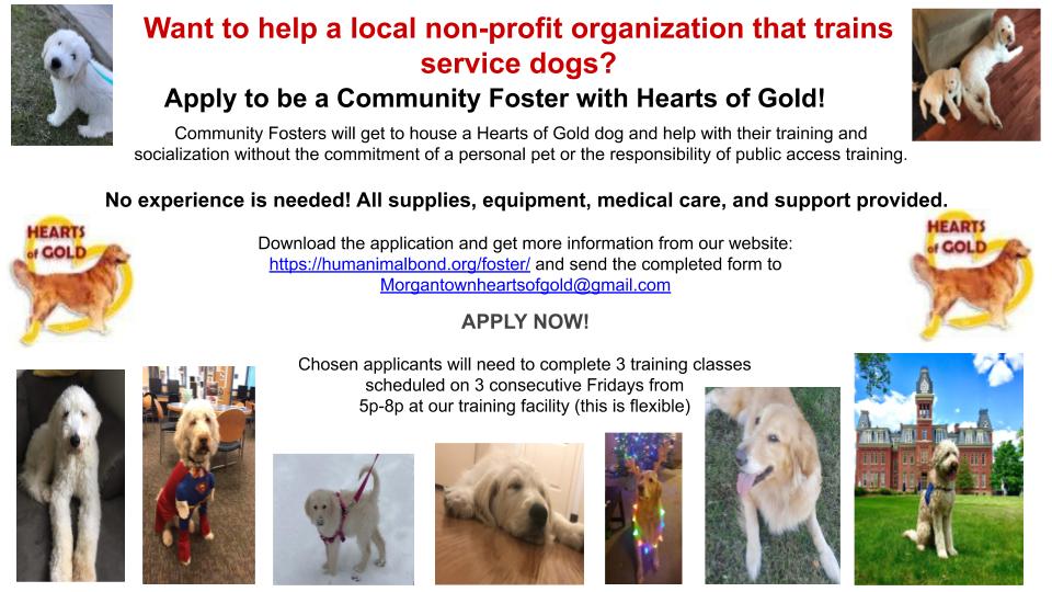Love dogs and helping veterans? Think about helping your local nonprofit by becoming a Community Foster for Hearts of Gold, where you will help train future service dogs for our nations veterans! Fill out the application found in our bio!
