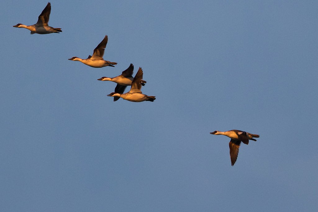 BirdsInFlight's tweet image. Smew is now online: birds-in-flight.net/?p=12743

#birdmigration #birdID #birdIDguide #vismig #birding #waterfowl