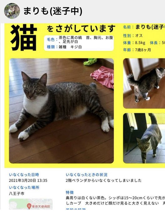うえきの法則どっかのサブスクで配信して って嘆きをよく見かけるのでこれ見てる関係者の方いましたらご検討よろしくお願いします うえきの法則どっかのサブスクで配信して って嘆きをよく見かけるのでこれ見てる関係者の方いましたらご検討よろしくお願いします