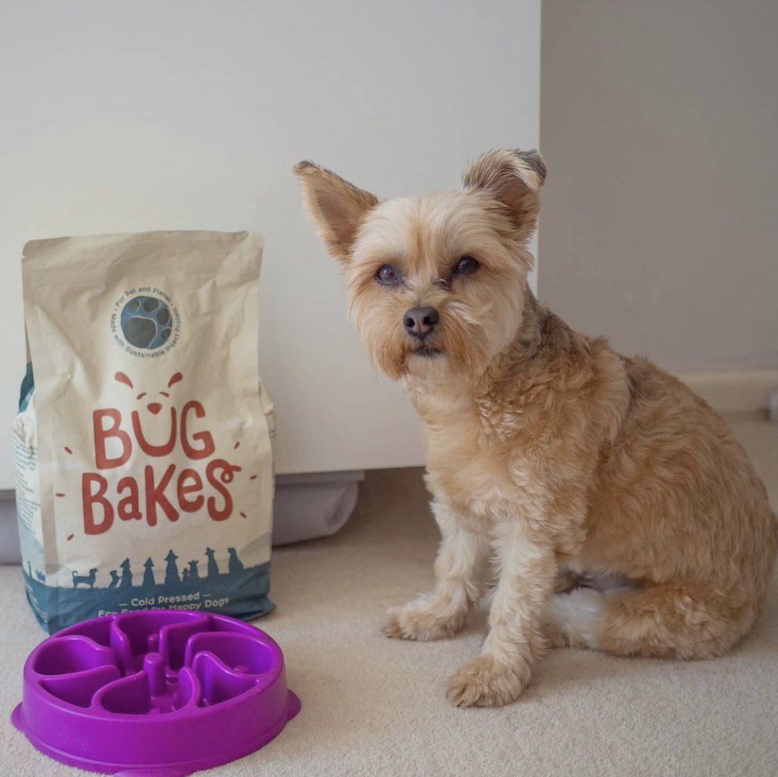 On Nala’s menu tonight: Bug Bakes🌍🐾 #bugbakes #ecodogfood #eco
