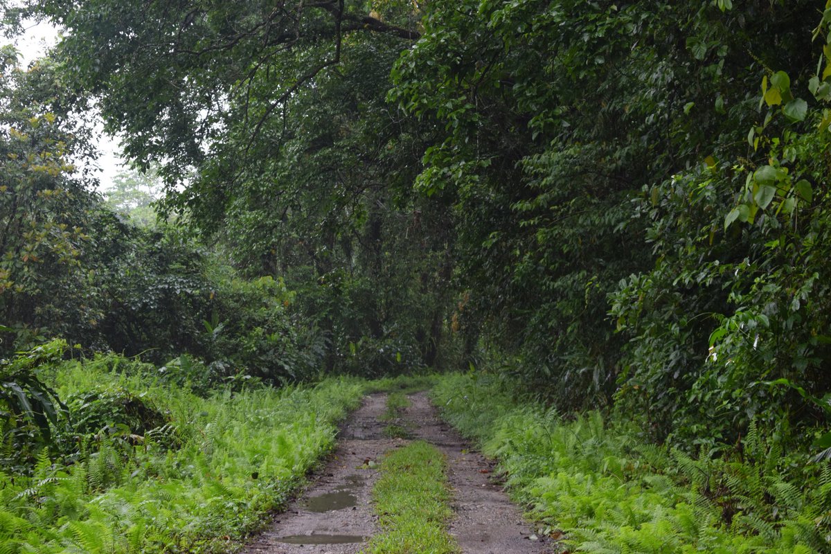 RANJITKAKATI7's tweet photo. Endemic plant species only found in Behali RF in the whole world
#SaveBehaliRF #DeclareWildlifeSantuary 
@himantabiswa
@ParimalSuklaba1
@mygovassam
@byadavbjp
@moefcc
@UNBiodiversity
@ntca_india
@wiiofficial1
@deespeak 
@parveen_kaswan
@IndianForests
@BittuSahgal 
@CentralIfs https://t.co/lN3xayk5Pq