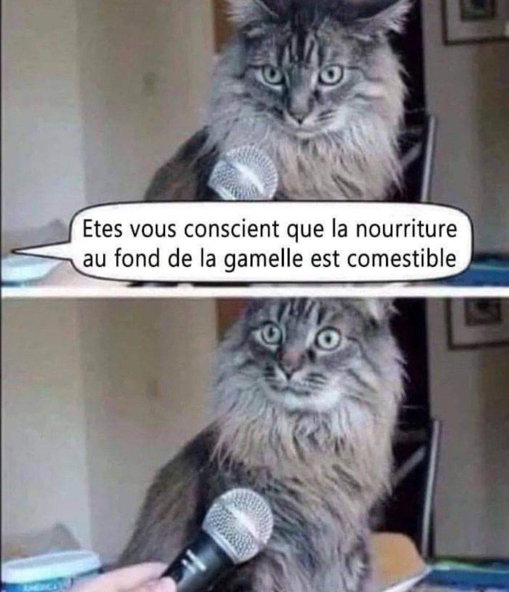Margauxeschm's tweet photo. Les propriétaires de chats comprendront 😂 https://t.co/cLSjSm2l7u