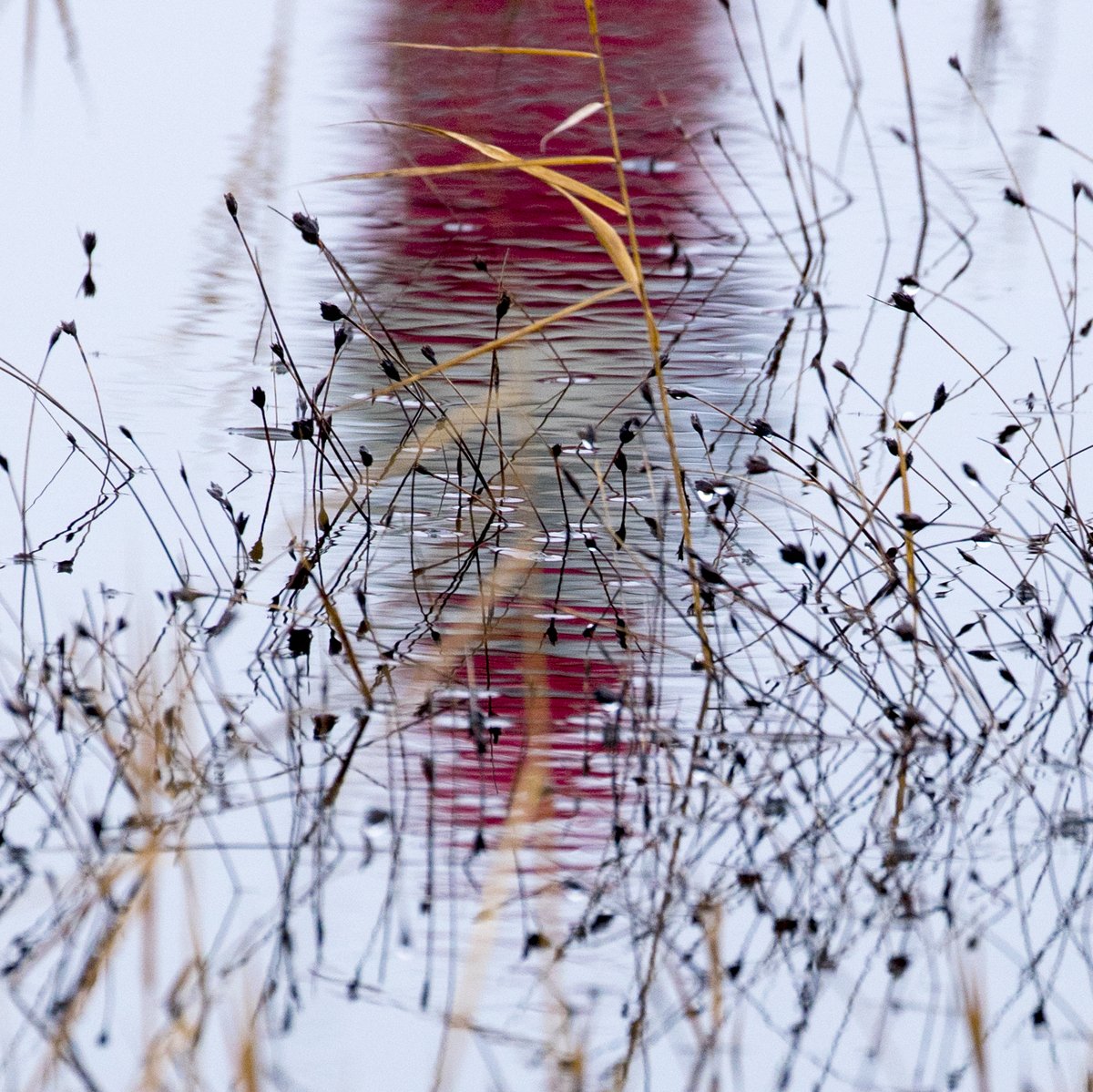Lamp van de vuurtoren op Schier weerspiegeld in een vennetje. 
Twitter Foto Challenge - Dag 19 onderwerp: reflectie
#reflectie #Schiermonnikoog #twitterfotochallenge21 <a href="/wadfotografen/">WADDENFOTO'S</a> <a href="/waddentweets/">Waddenvereniging</a>