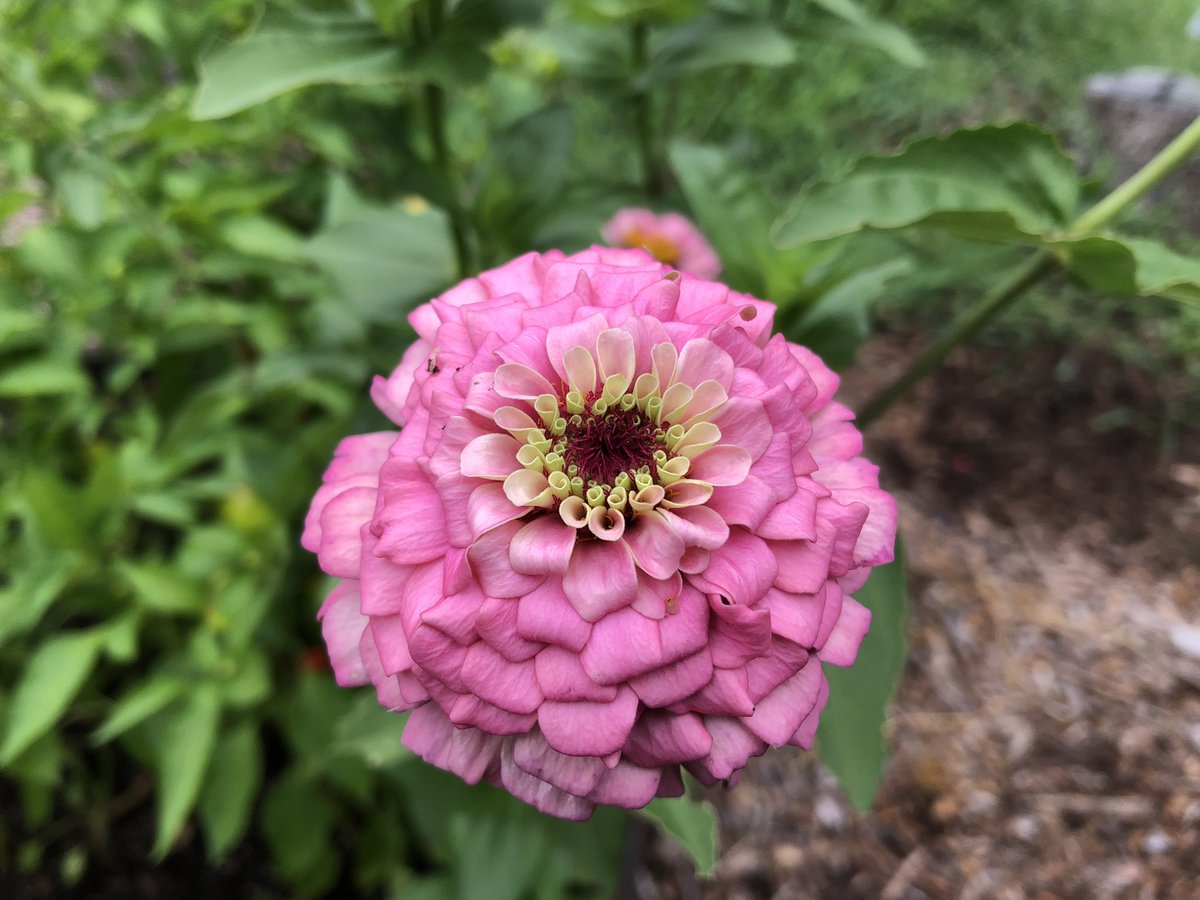 callmemrscandea's tweet photo. Despite some summer neglect the school garden has lots of wonderful things for the students to enjoy when they return in about two weeks! I’m looking forward to the student help to get the whole garden back in top shape! #WPSproud @EarhartUSD259 #MagnetFocus https://t.co/XWSm4JKIDF