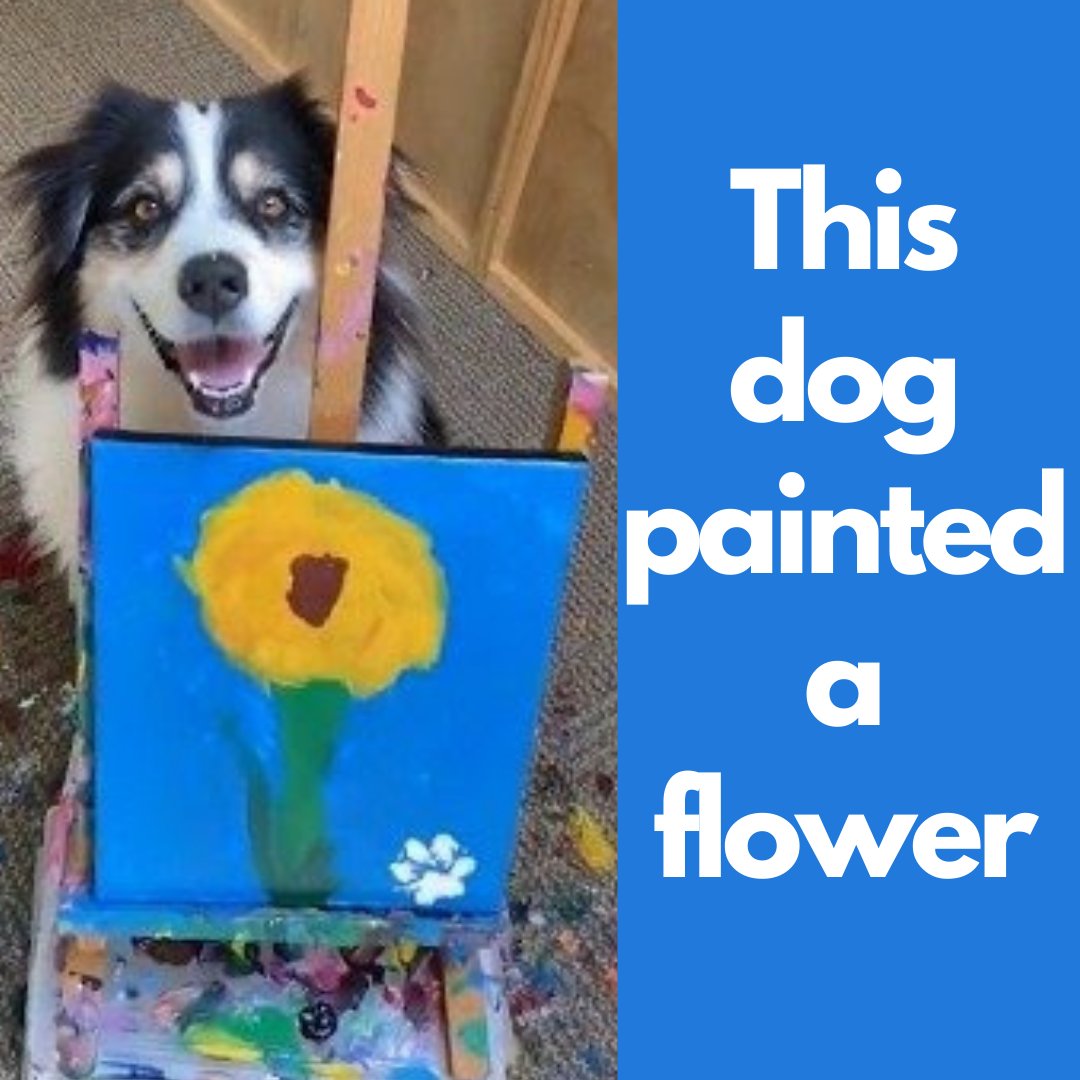 'Secret' the dog went viral after a video of her painting this flower was posted on tiktok 😲🖌🎨🖼🐶🐾

#artisticdog #dogpainting #dogpaints #dogsthatpaint #amazingdog #talenteddog #doghobbies #dogart #dogartwork #dogartist #aussieshepherd #dog #dogeh