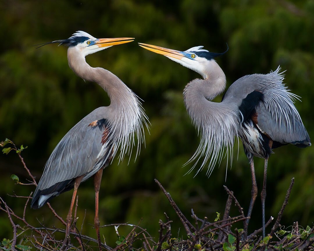 EvergladesNPS's tweet photo. Hey! Did you hear? We have good news! 

Wednesday, August 4th, is an NPS Free Entrance Day in celebration of the passing of the Great American Outdoors Act in 2020. Everglades National Park and all National Park Service sites will offer free admission.

Pic: @sarymely https://t.co/qMxeYS77iP