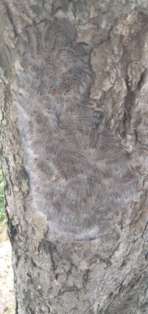 im_murlis's tweet photo. @Birdsgalery Insect...
On tree 🌴🌴.. They are a group called ....
#NaturePhotography .
#naturelovers
#lifeoftrees.. https://t.co/QCnmt7hMgN