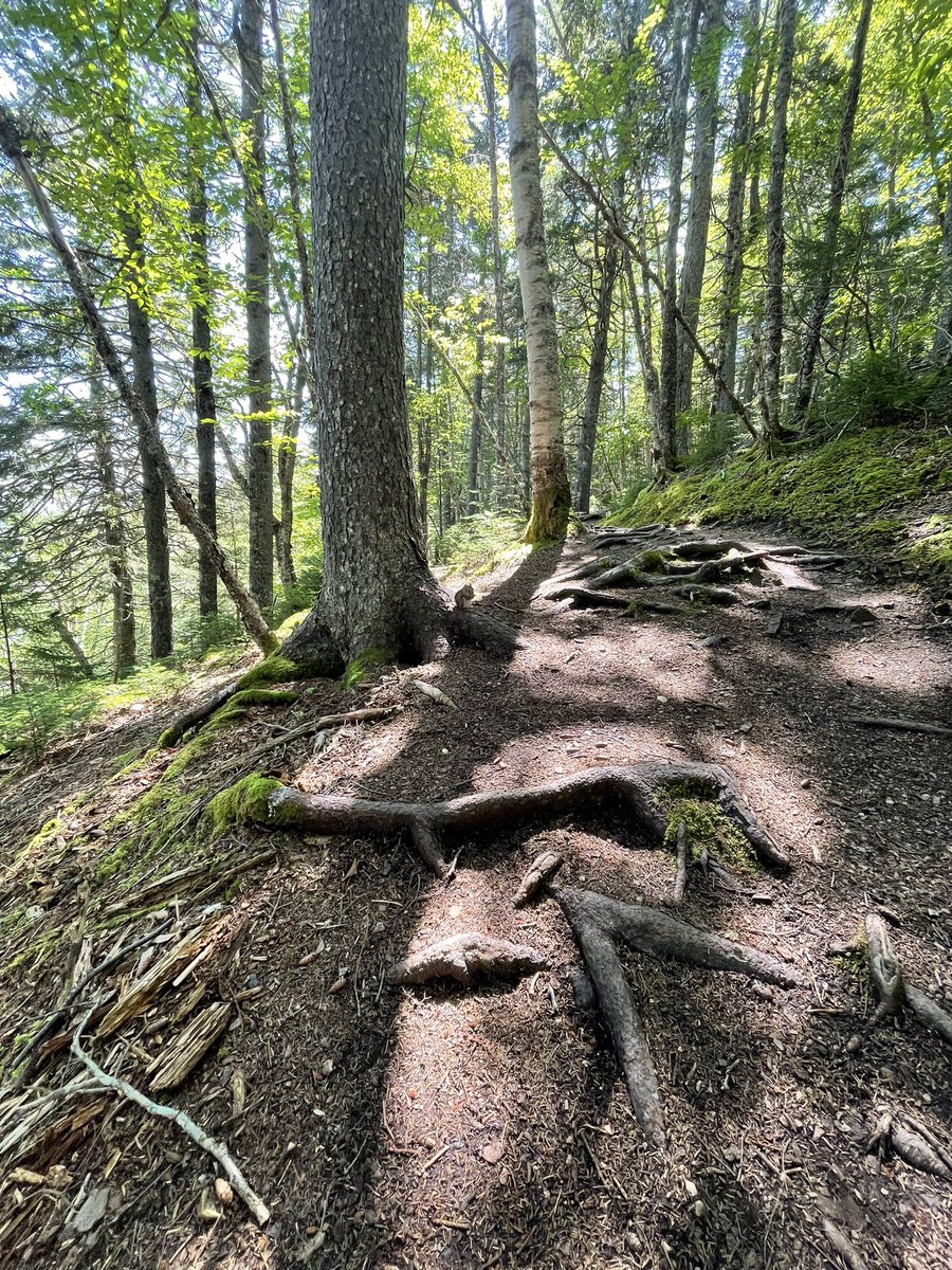 Another piece of heaven 🥰 #FundyNationalPark 🪵🌳🌾🍄🐚🐿