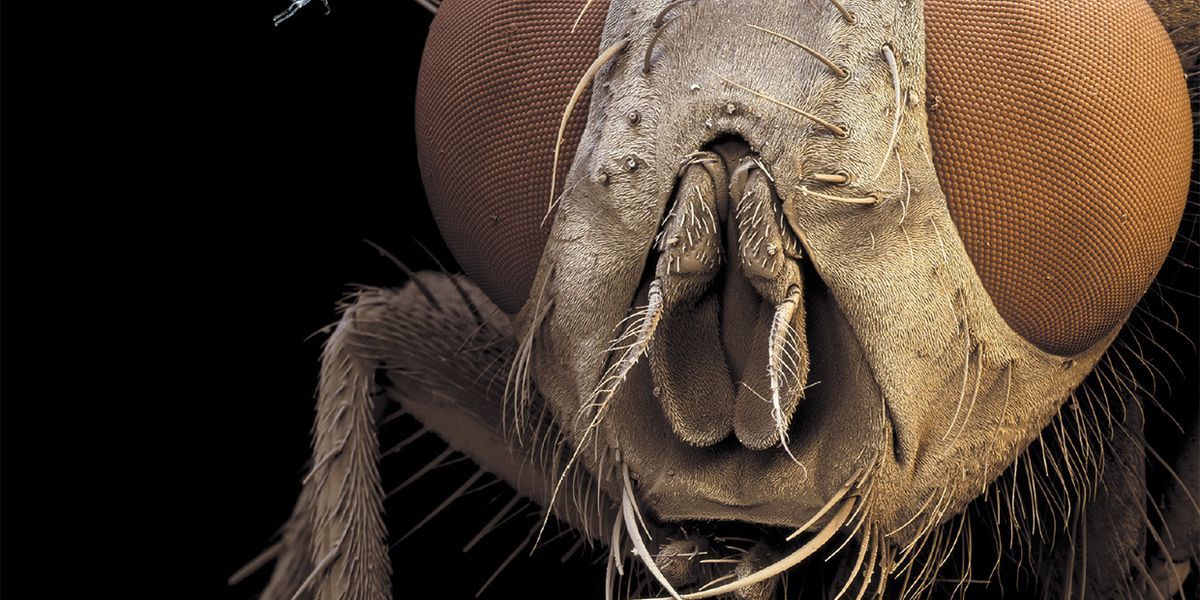 UbihereAI's tweet image. #VisualNavigation in nature: @IEEESpectrum explores the aerial acrobatic vision of the common housefly: buff.ly/3BVuOJr 
Suffice it to say, you won't want to whack our tools with a newspaper. 
#weekendreads #Engineering #science