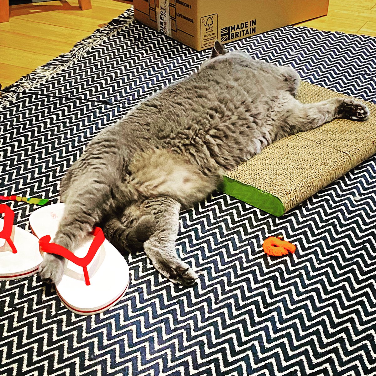 JoleneTheCat's tweet photo. 🎶🎶I blew out my flip flop,
stepped on a pop top…🎶🎶 https://t.co/fth5K7tLII