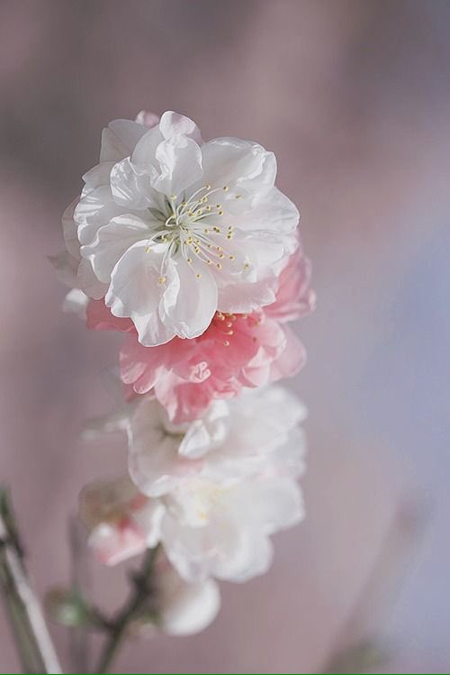 WorldMusics1's tweet photo. A flower does not think of competing to the flower next to it. 
It just blooms ...

https://t.co/5zIjBrWRjg
#nature #flowers #beautiful https://t.co/iQfFgT8jTZ