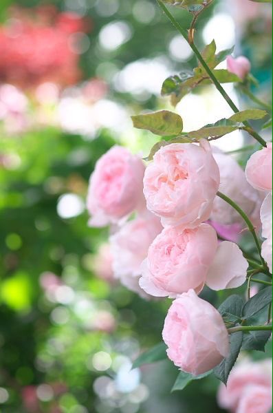 WorldMusics1's tweet photo. A flower does not think of competing to the flower next to it. 
It just blooms ...

https://t.co/5zIjBrWRjg
#nature #flowers #beautiful https://t.co/iQfFgT8jTZ
