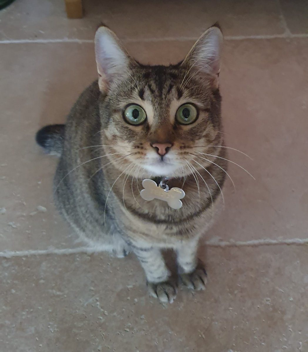 Teddymissingcat's tweet photo. @airfrance Bonjour, vous avez perdu mon chat TEDDY sur le vol AF0072 de Paris CDG en direction de LAX ce jeudi 29 Juillet. Quel honte! Où se trouve mon chat ???@airfrance https://t.co/Q3HYr3jiYR