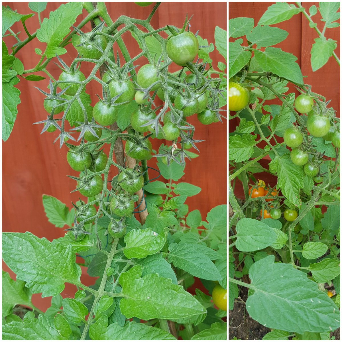 First time I've ever grown tomatoes and I'm pleased to report that they're still doing well! Looking forward to trying them when the time is right! 🍅😍 #growyourown #newtogrowyourown #sungoldtomatoes #newtogardening #progress #tomatoplants 🍅
