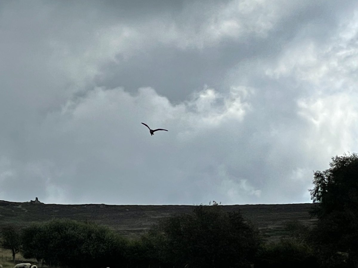 Mary Colwell tweet media