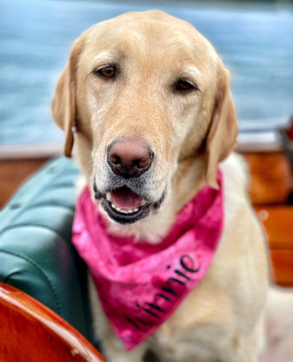 Sundays were made for boating with dad 😃

#1000islands #visit1000islands #beyondboating #lifeontheriver #woodboat #dogsthatboat #labradorsofcanada