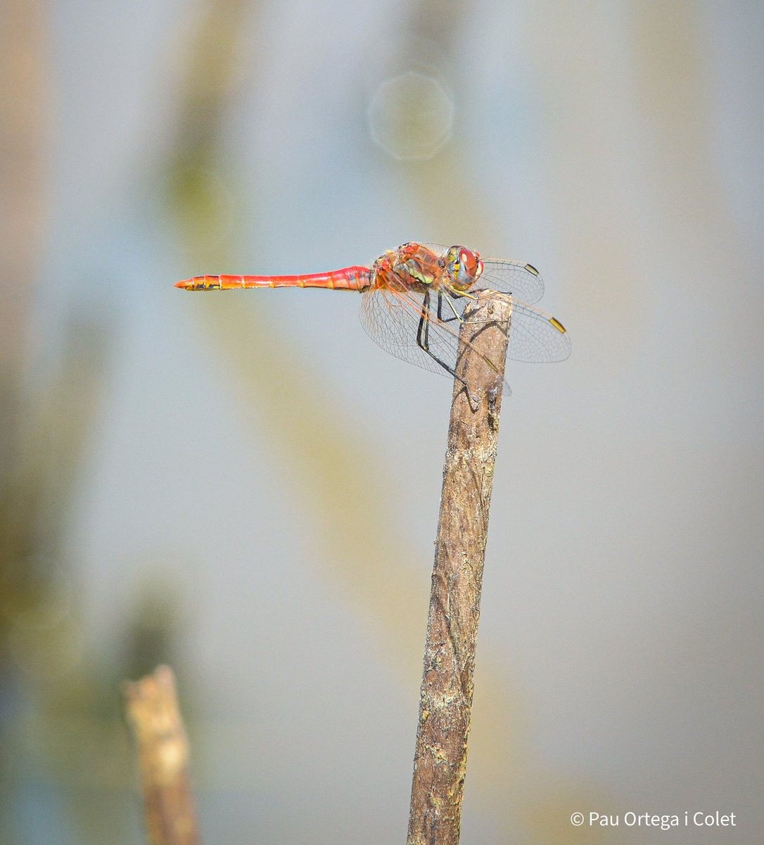 Ja ha arribat l’agost, la millor època per veure les libèl·lules anar amunt i avall defensant els seus territoris. Una bona visió després de dinar just abans de fer una becaina.
A la foto un mascle de pixaví nervat (Sympetrum fonscolombii).

#dragonfly #libelula