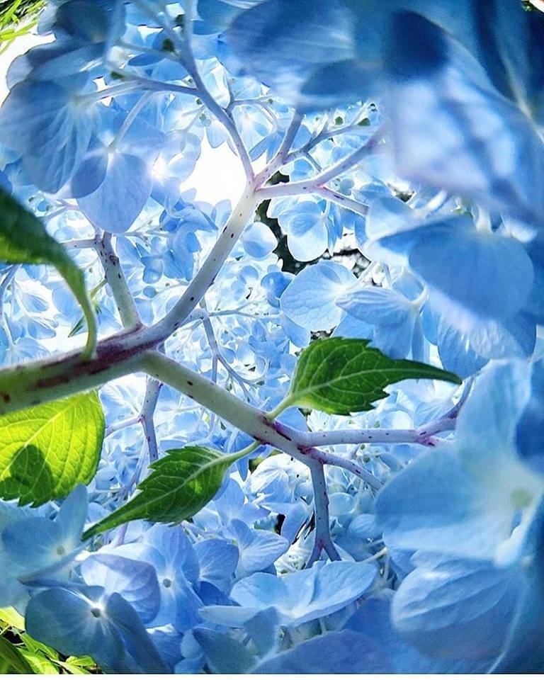 The fragrant world between the petals, stems and leaves of a hydrangea. 🌸🌍