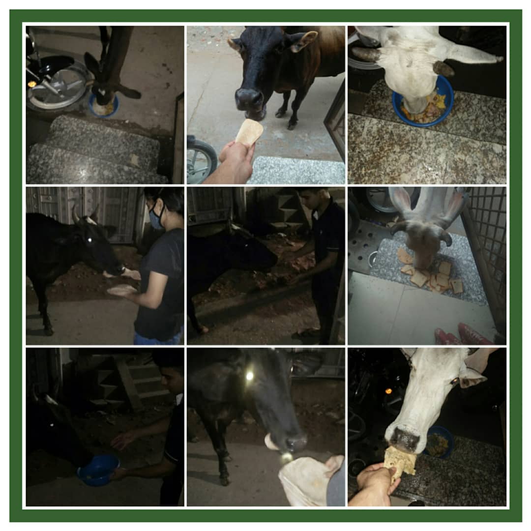 the_oscar_fdn's tweet photo. #81 SUNDAY SPECIAL💛
Your love & support makes this possible. We are low on funds do help us to continue our feeding program for these innocent souls.
#WefeedEveryday 💯
If u want donate us then DM us
@the_oscar_fdn
.
.
.
.
#sundayspecial #sunday #theoscarfoundation #behuman https://t.co/bTHHxwrIr1