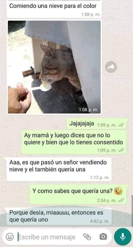 🎄Gatitos que curan tu depresión 🎄 (@gatitos_qctd) on Twitter photo 