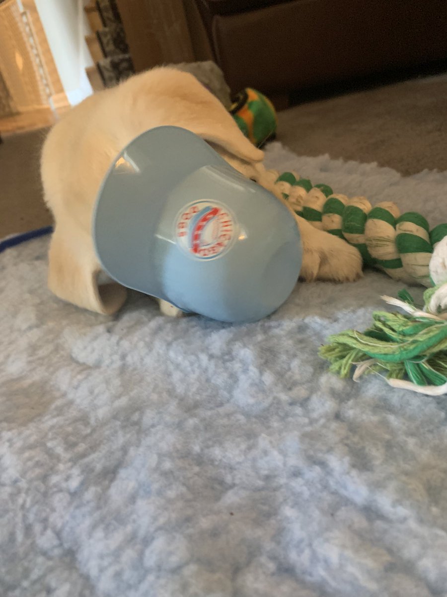 whereswalder's tweet photo. @TheChicagoDogs you have a new fan. #baseball #dogsoftwitter https://t.co/Sp4NLLjoLv