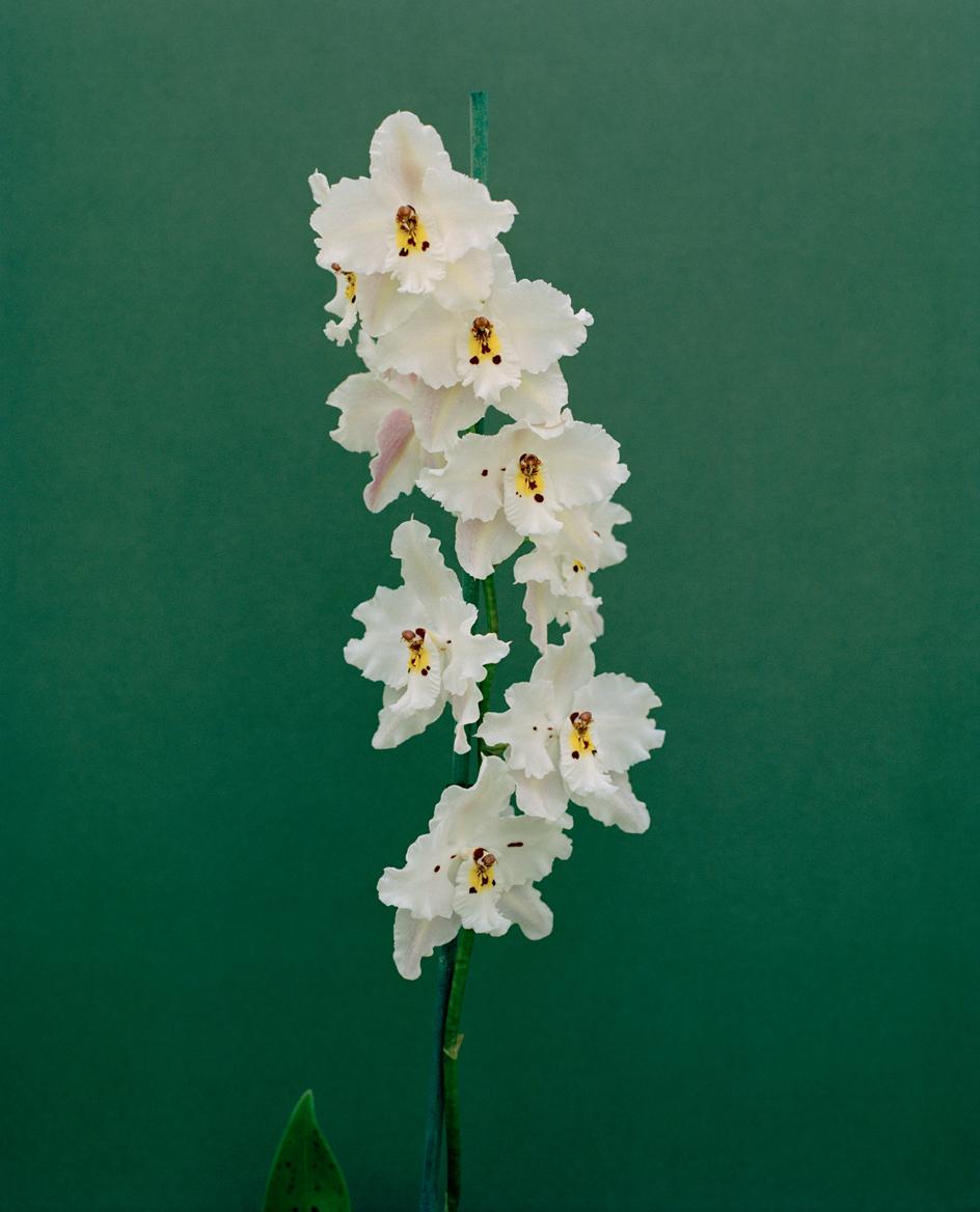 MountenStudio's tweet image. Photography by Kate Fried.