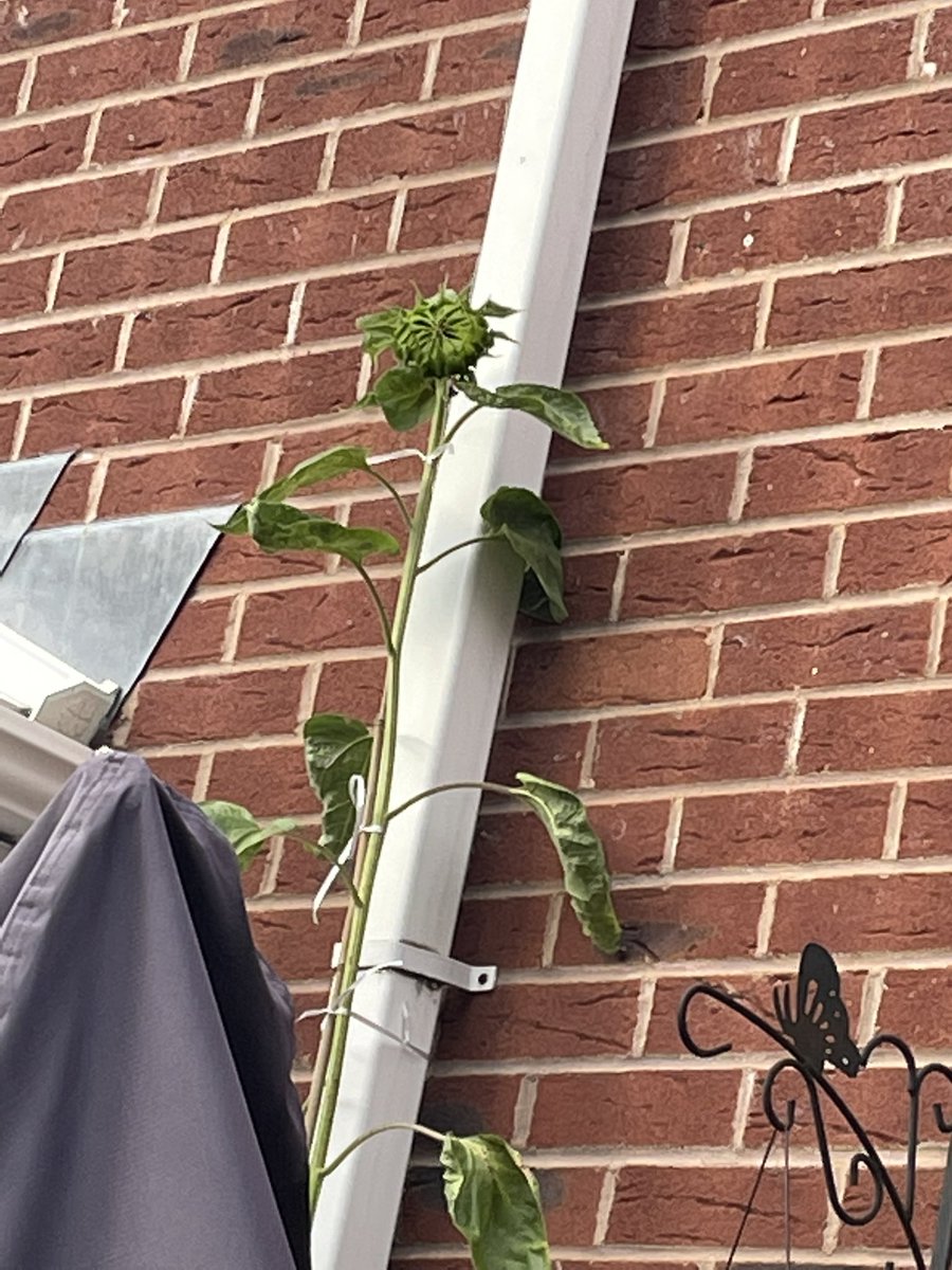 beaniespiceuk's tweet photo. @mrs_johnson66 @Mr_Telford @BalshawLaneCPS Abbie is still waiting! So tall we have resorted to tying it to the drain pipe 🤣 https://t.co/ZADs1XAlgA