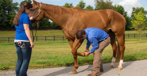 HORSES THAT SHY AWAY FROM SHOEING DON'T HAVE TICKLISH FEET
Behaviourist <a href="/Malanwhisperer/">Malan du Toit</a> recommends behavioural science as guiding factor
malandutoit.co.za/.../hard-core-…