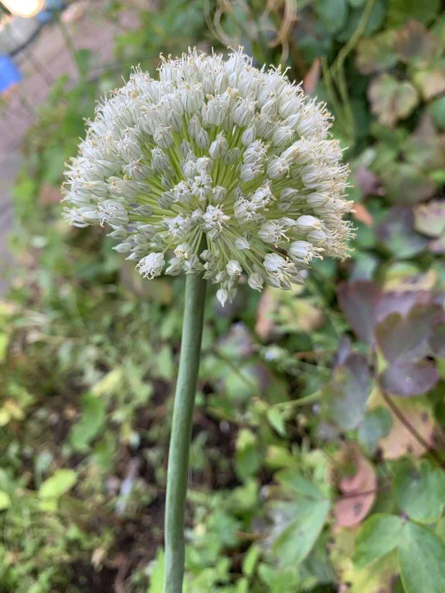 NicolaMills10's tweet photo. This year I have let my borders grow, no weeding  at all until now…this beautiful thing has popped up plus other lovelies. I think it’s an Allium ? Every year I’ve ripped it out before getting to this stage thinking it was a weed 🙈 #noweeding #gardening #biodiversity 😊 https://t.co/MGbh6Wa7kL