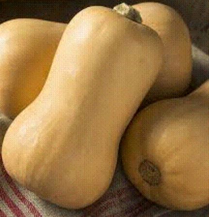 Greetings Farmers

I am looking for farmers around Limpopo, who can be able to supply 200-500 10kg bags of butternuts per week, URGENTLY. 

If you have currently have butternuts and interested, please let me know!

#farmingtwitter
#farming