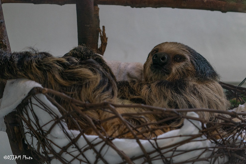 Cincinnati Zoo tweet media