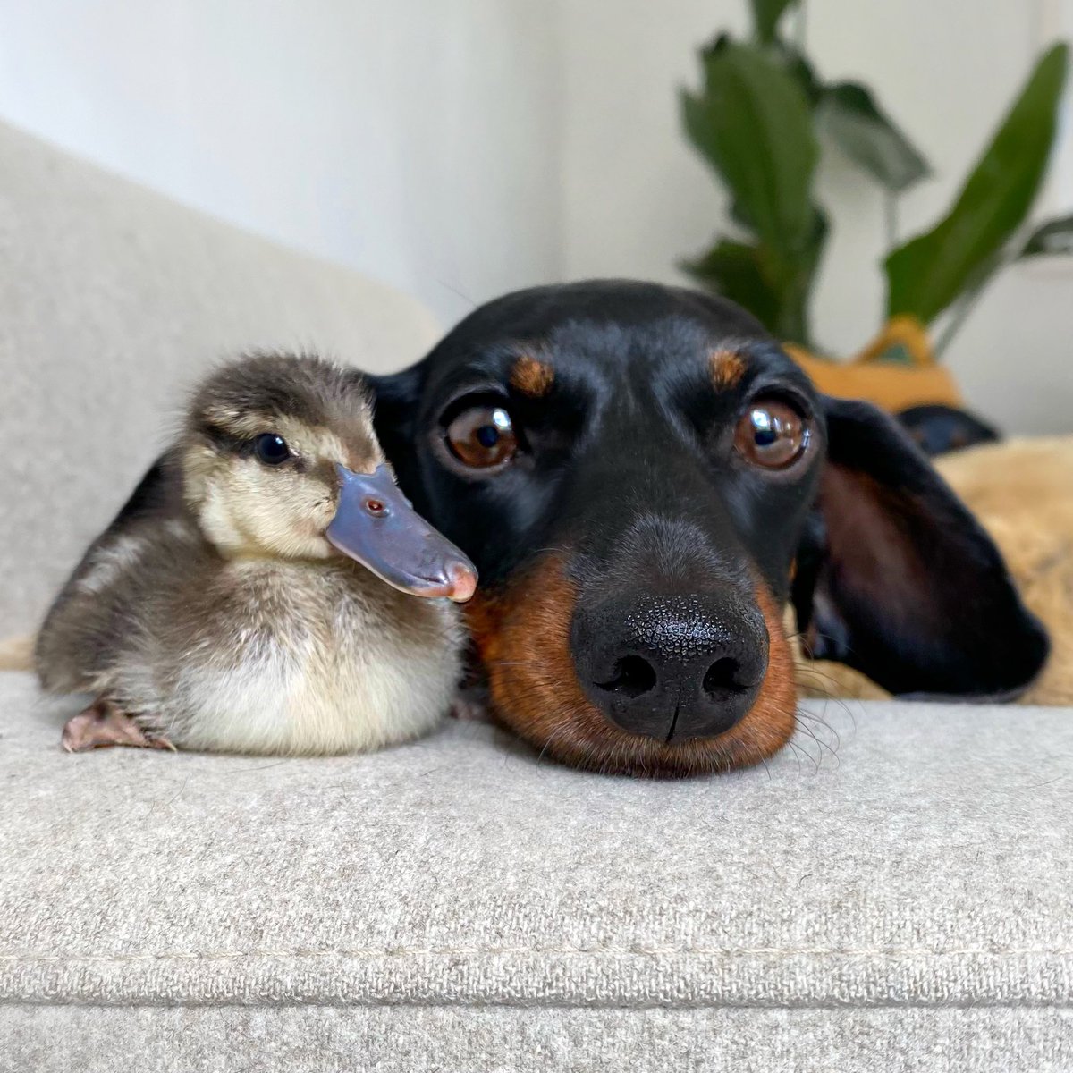 Duck & Dachshund. #unlikelyanimalfriends