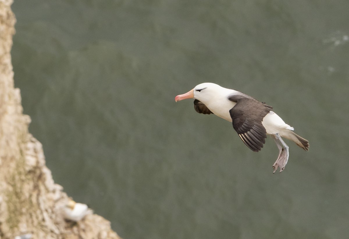 Since i started birding as a 12 year old i was obsessed with Seabird's. Seeing a Black browed Albatross was a dream.
Dream come true!!
<a href="/RareBirdAlertUK/">RareBirdAlertUK</a> <a href="/bobubirder/">BOB USHER</a> <a href="/1ChrisHarris/">Chris Harris</a> <a href="/DonnyBirding/">Donnybirding</a> <a href="/wathingsmecca/">John Hewitt</a> <a href="/Natures_Voice/">RSPB</a>