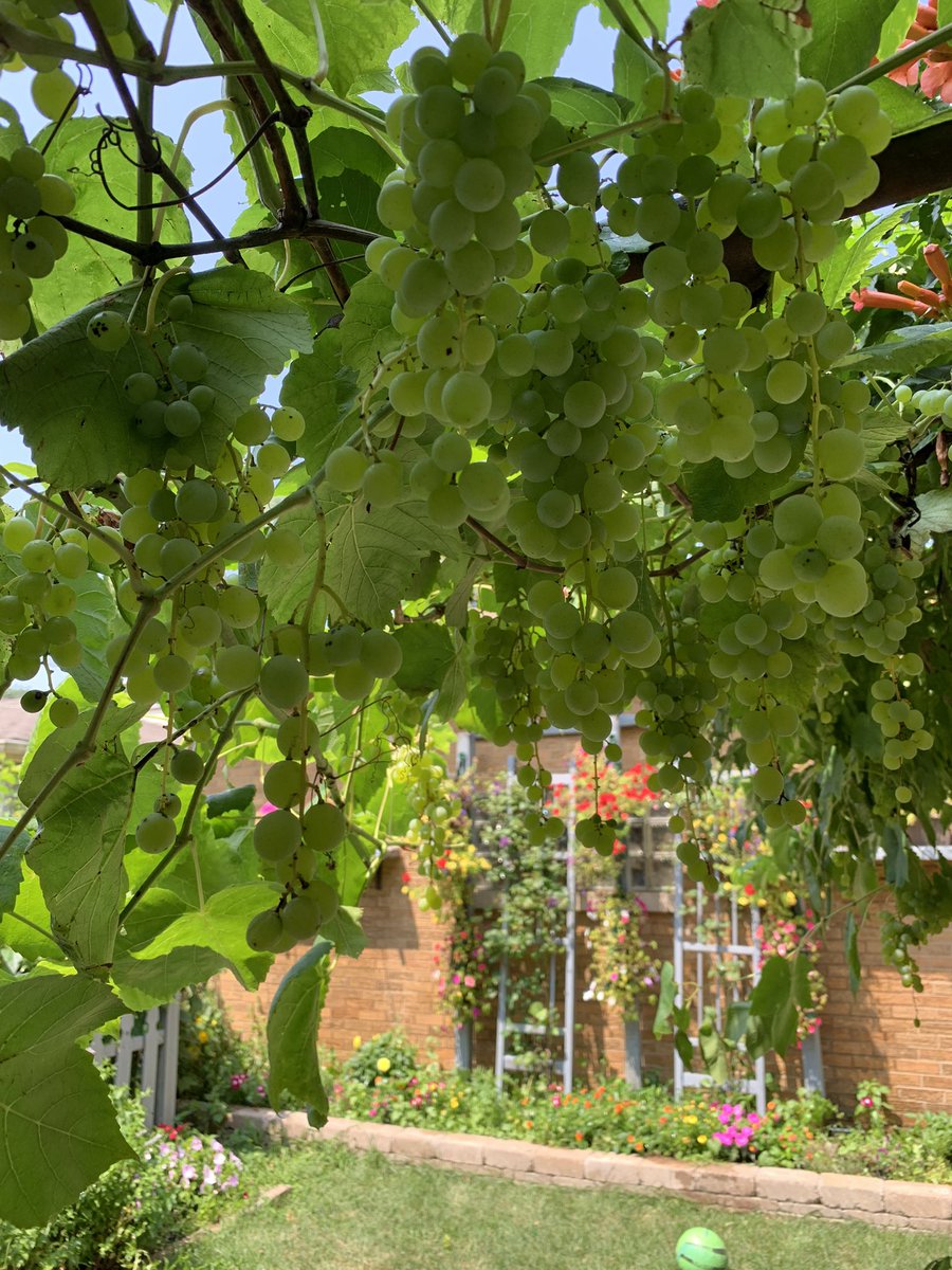 AKOLOVOS1's tweet photo. Brought our grapevine back to life! Kalo Mina!! #grapes #Homegrown https://t.co/Wsr7s2glbh