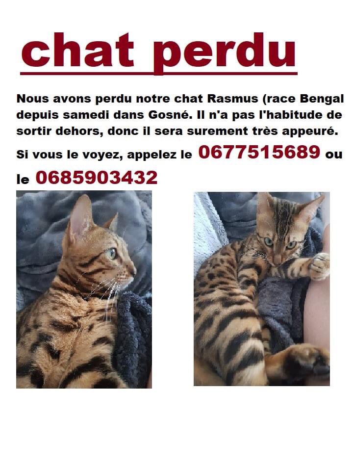mathildefavaron's tweet photo. On a perdu notre chat sur Gosne depuis samedi, j’ai espoir de le trouver se balader je ne sais pas où... si vous l’avez aperçu ou vous avez des infos contactez nous ! Et merci de partager https://t.co/rfMHYMVJyt