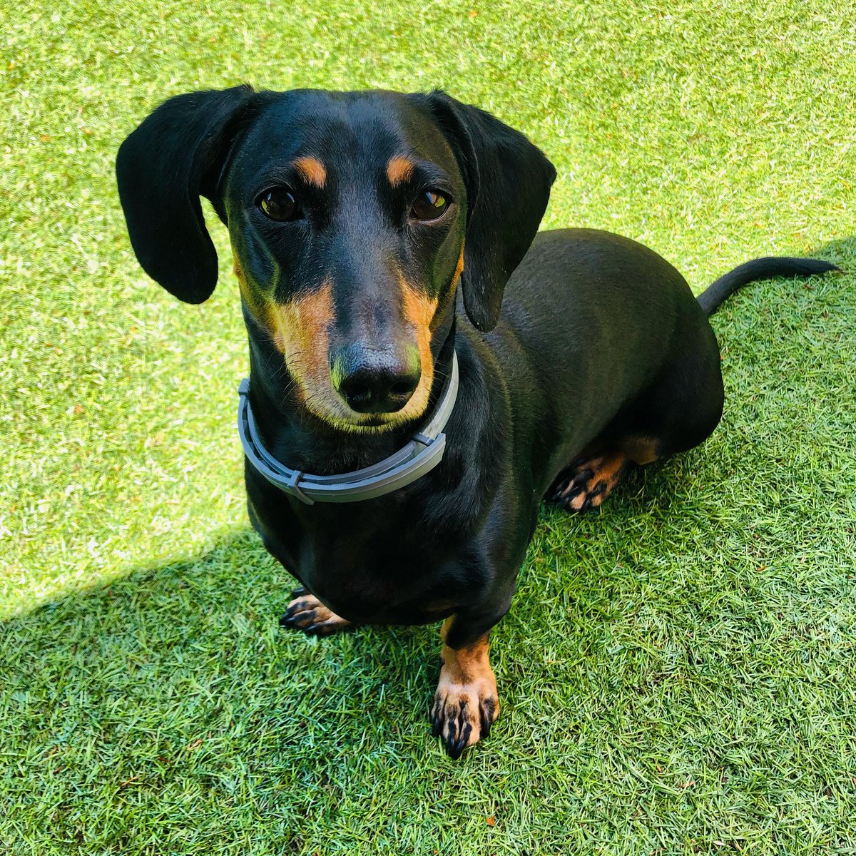 elgallodelos40's tweet photo. El amo de la casa! ❤️❤️❤️
#Micky #dog #tekkel https://t.co/pRvv6FMsPH