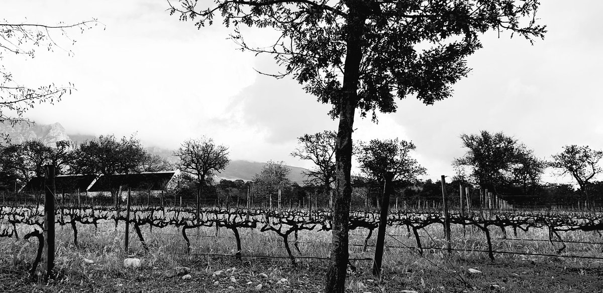 Follow here for gorgeous photos of Franschhoek

#findingfranschhoek #franschhoeklife #franschhoekvalley #franschhoektourism
#travellocal

x.com/FFranschhoek?s…