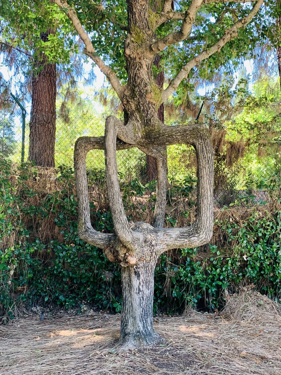 AamerMKhan's tweet image. One of the Circus Tree!
#CircusTrees