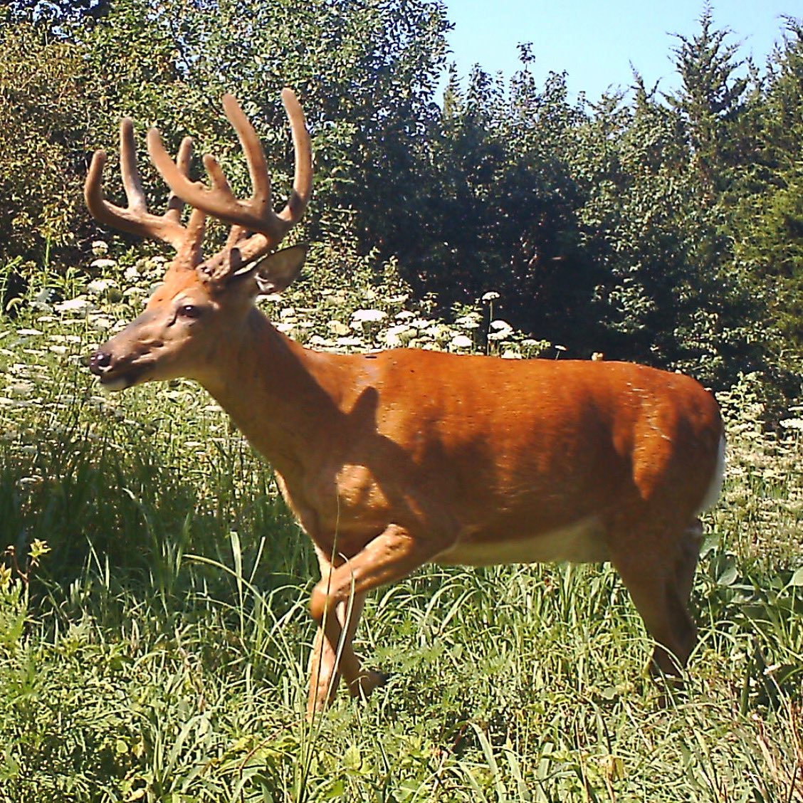 BEOUTDOORScom's tweet image. Day walker #velvetbucks #sticnpic #summerscouting #trailcam #trailcameras @SticNPic