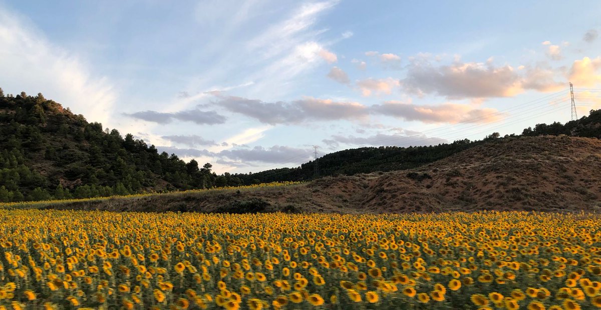El espectáculo de los girasoles en La Alcarria de #Cuenca