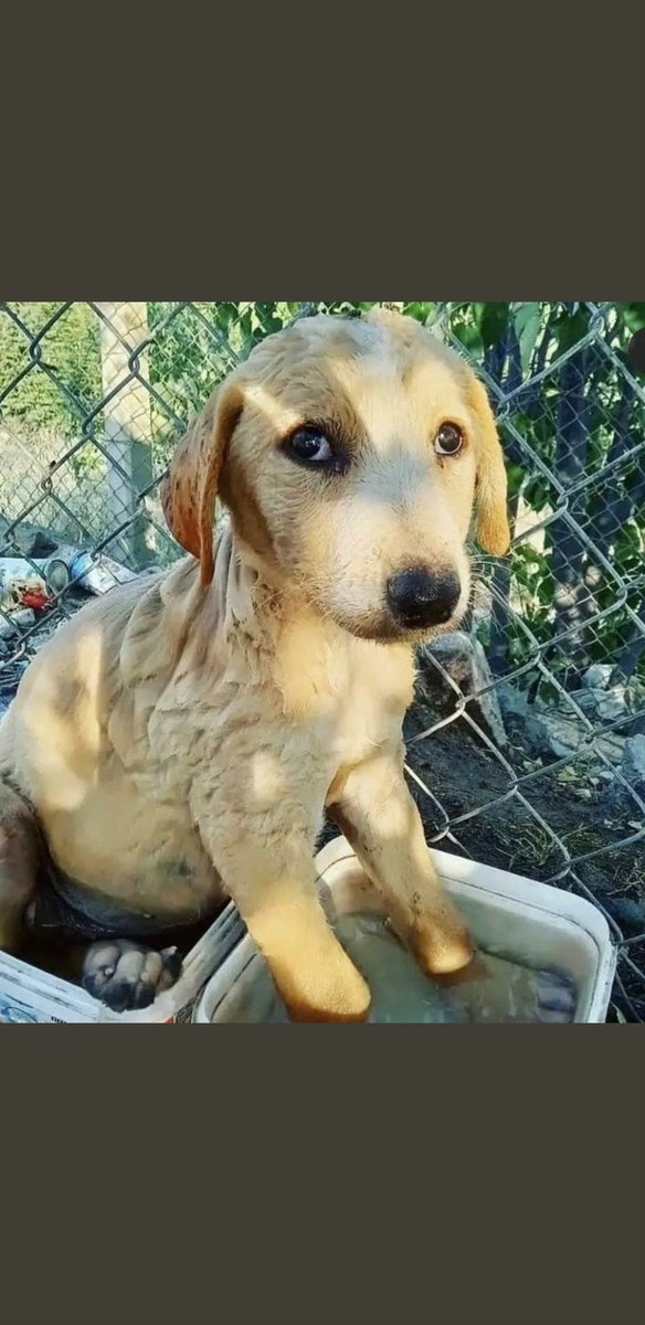özür dilerim, özür dilerim sana ve arkadaşlarına layık insanlar olamadık, sizleri korumayı beceremedik affedin bizi küçük dostum ama er ya da geç size bunu reva gören herkes o ateşte kendileri yanacak sen ve bütün küçük dostlarımız bizim kalbimizdesiniz 💔 #ölmüş değil öldürüldü