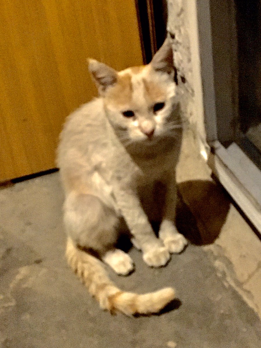 Mazgirt,li Mişo canım 😻