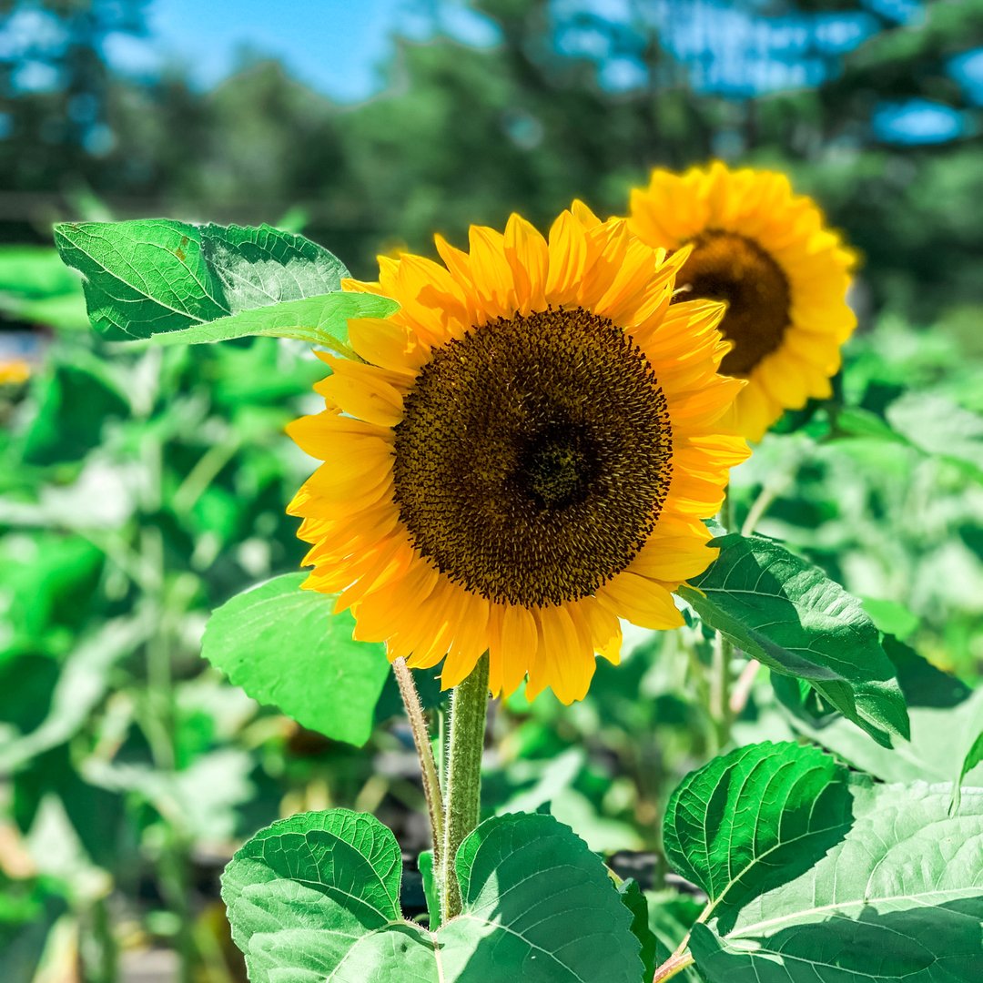 We are loving sunflower season in the White Mountains!