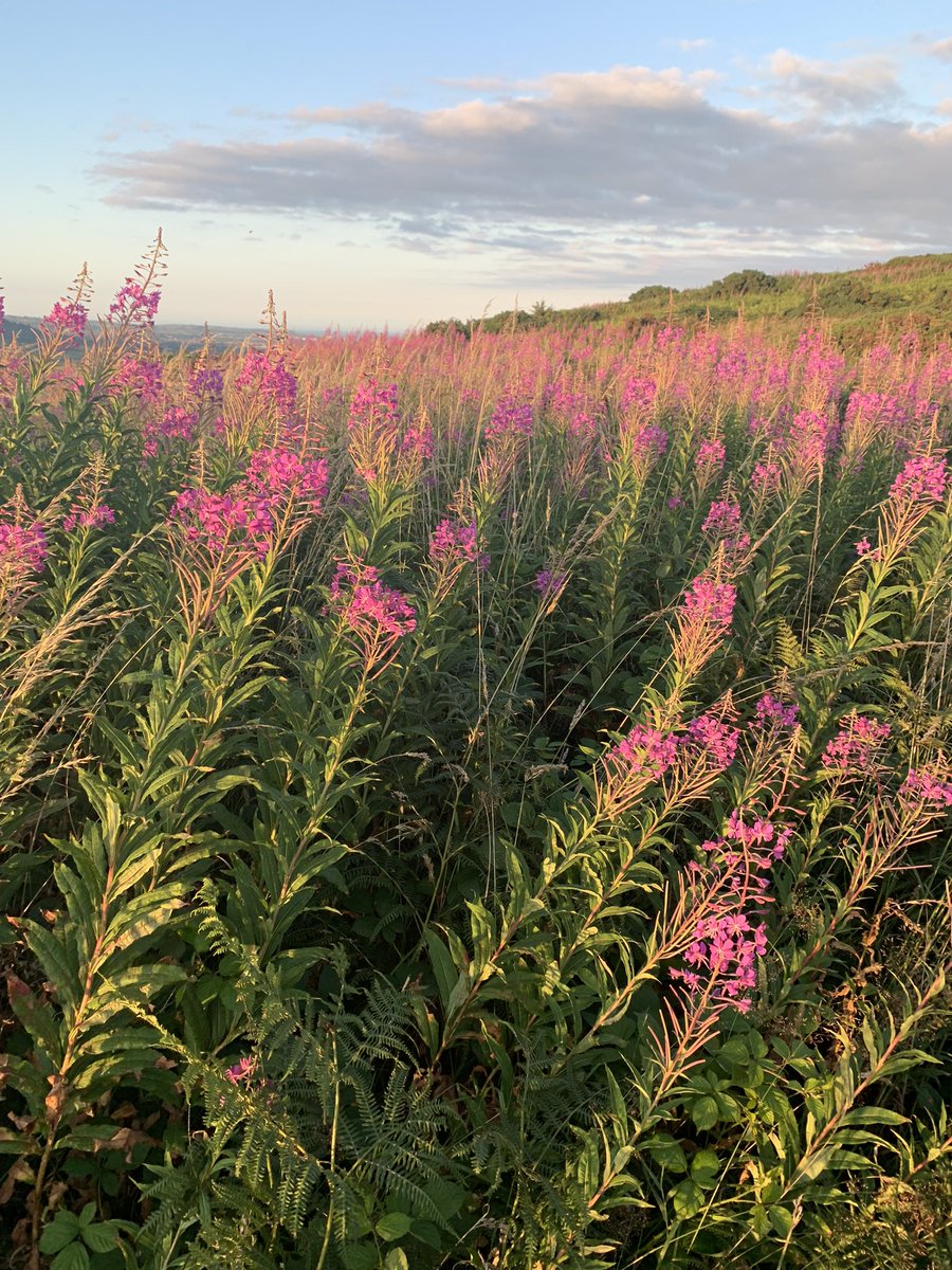 Windsurf_IRL's tweet photo. Carnmoney Hill in full bloom and so overgrown. https://t.co/Q35GrYDXR8
