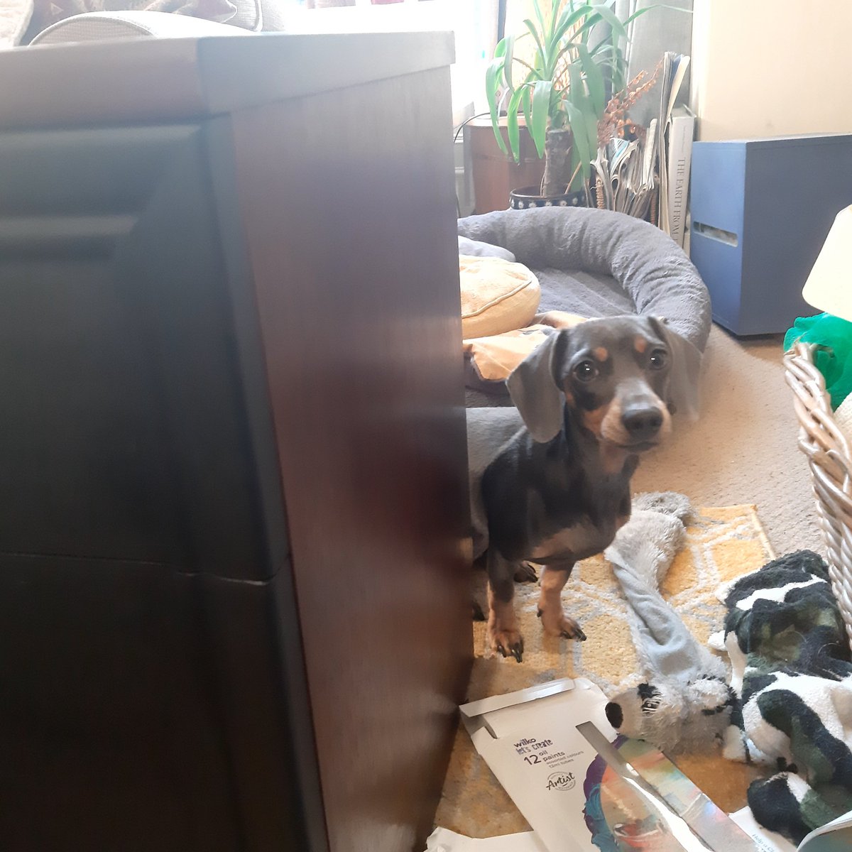 Just realised my creation is the same colour as my dog