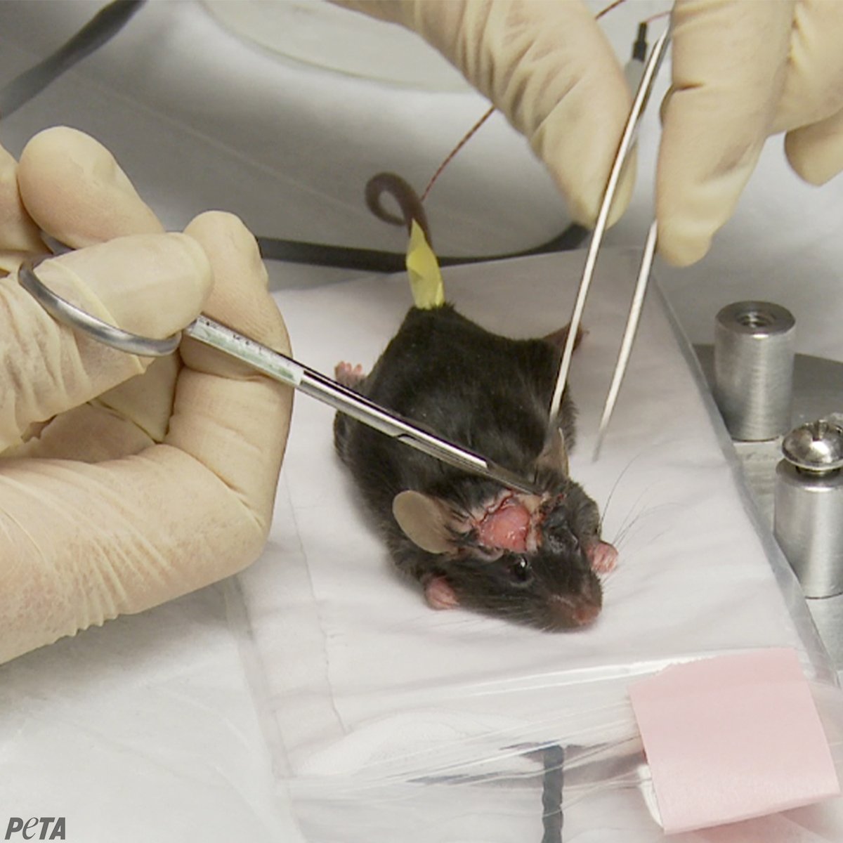 They can feel pain, fear, loneliness, and joy, just like us. 

They are NOT test tubes with tails.