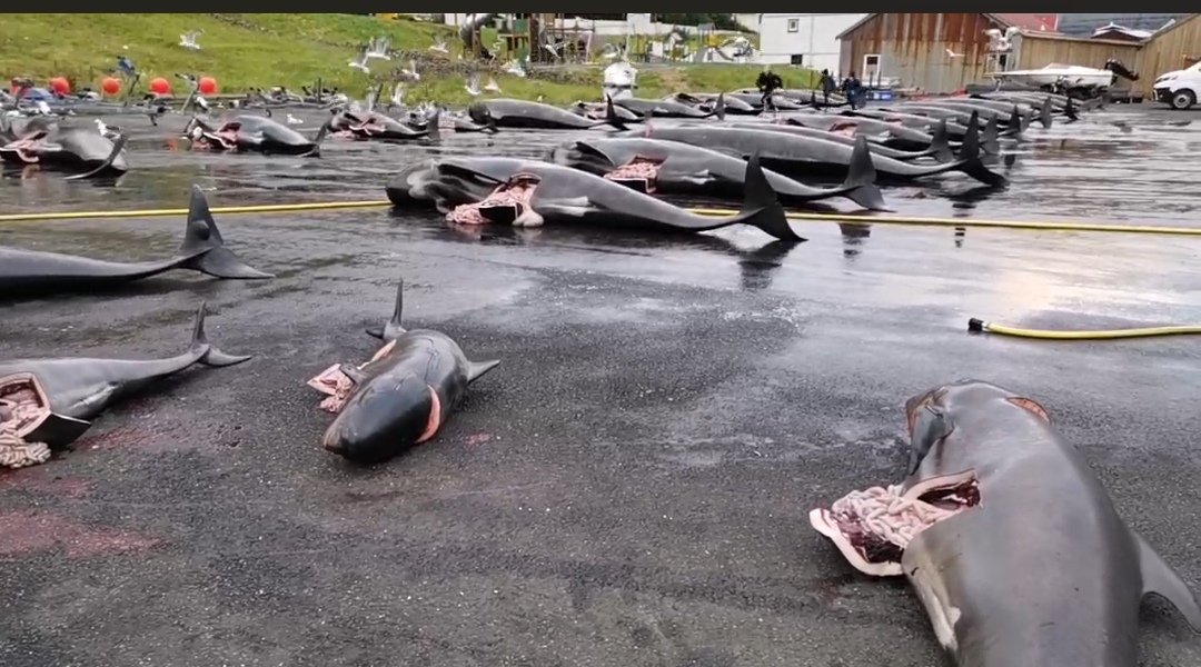 #Murder in #FaroeIslands
Today 35 whales were killed😭
#ShameDenmark #EU #VisitFaroeIslands
bit.ly/3j9rbXH