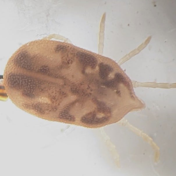 SouthTahoeNow's tweet image. Be aware of Tick Borne Relapsing Fever...2 cases in #LakeTahoe area of #ElDoradoCounty. From soft ticks that hang around rodents.   southtahoenow.com/story/08/01/20…