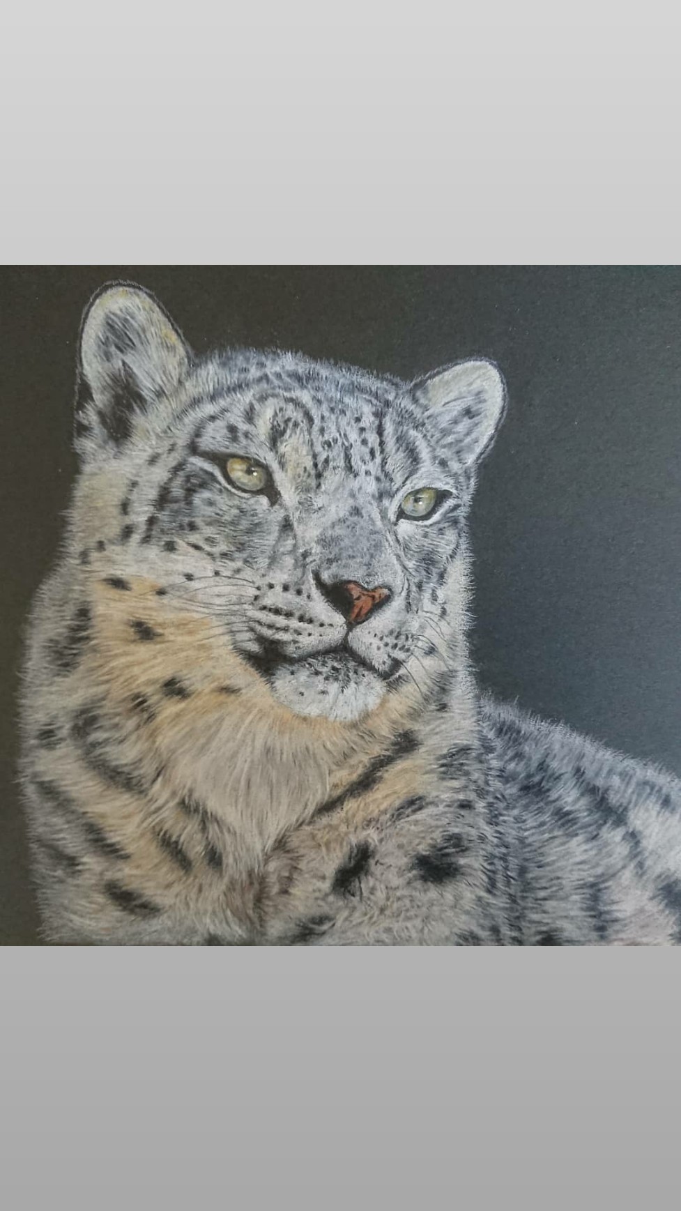 イトウ ユキヒョウ描いてみました 色鉛筆画 色鉛筆イラスト 動物イラスト ユキヒョウ T Co Vl0vmlgiew Twitter イトウ ユキヒョウ描いてみました 色鉛筆画 色鉛筆イラスト 動物イラスト ユキヒョウ T Co Vl0vmlgiew Twitter