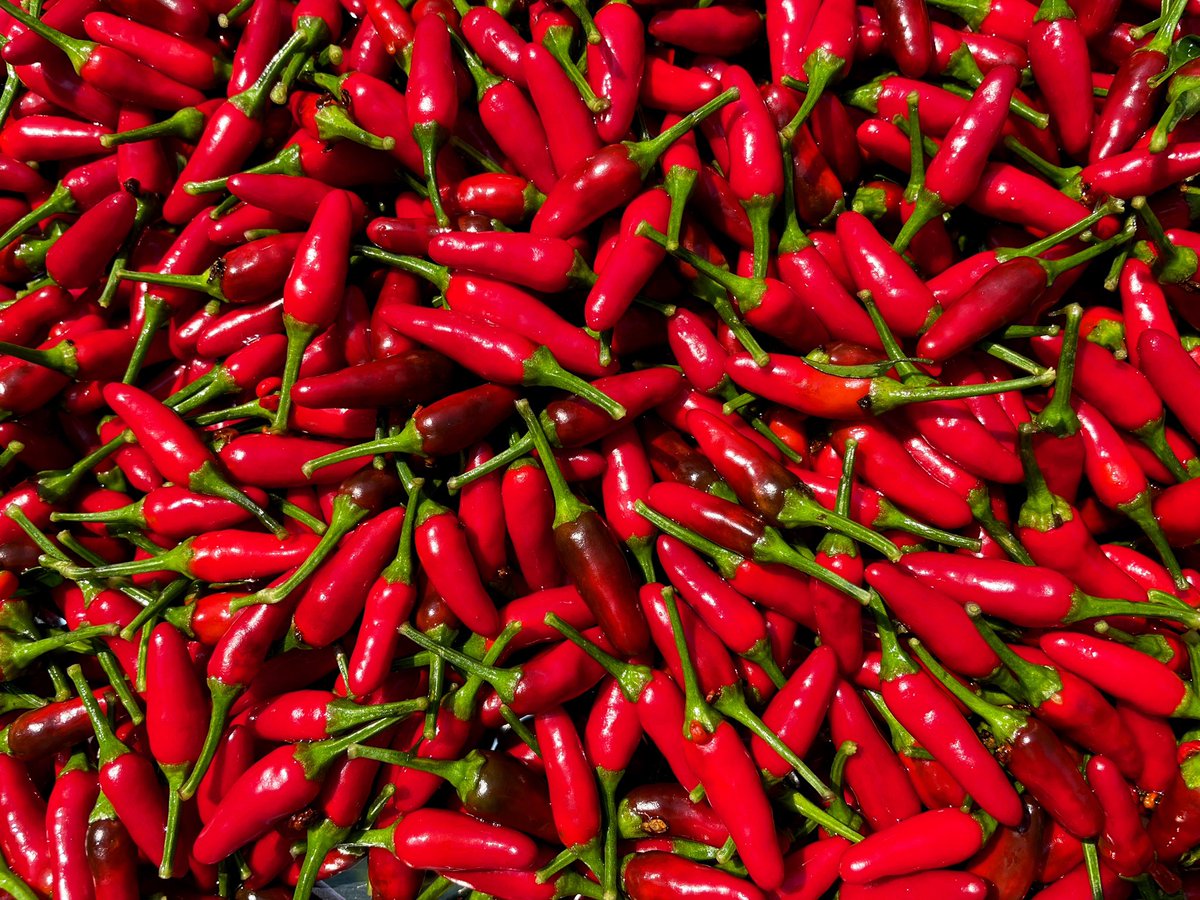 chilipowders's tweet photo. Thai Bird’s Eye. https://t.co/D6BVgVDmej